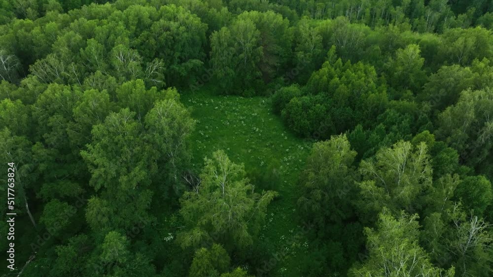 Flight over dark green forest in summer. Birch Grove. Aerial view
Flight over dark green forest in summer. Birch Grove. Aerial view
