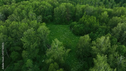 Wallpaper Mural Flight over dark green forest in summer. Birch Grove. Aerial view	
 Torontodigital.ca