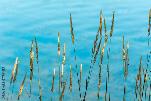 Plantes graminées au bord de l'eau