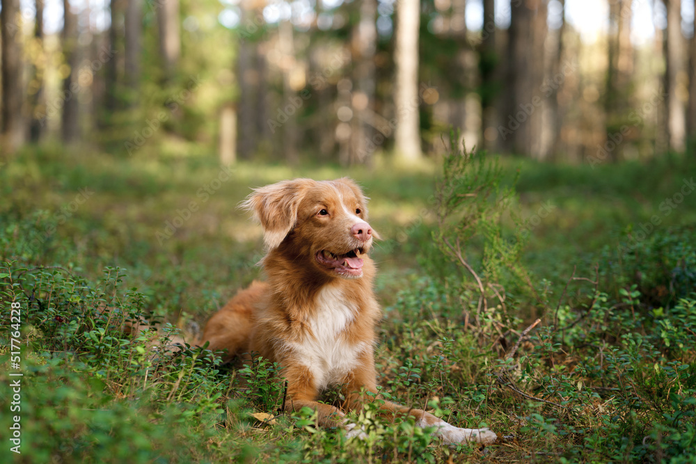 dog in the autumn forest. Nova Scotia Duck Tolling Retriever. Pet for a walk on nature at fall dog in the autumn forest. Nova Scotia Duck Tolling Retriever. Pet for a walk on nature at fall