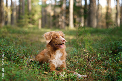 dog in the autumn forest. Nova Scotia Duck Tolling Retriever. Pet for a walk on nature at fall