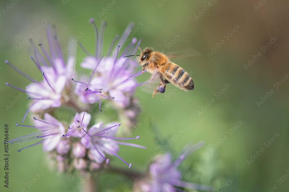 A wild bee collects organic nectar on a wild flower. A wild bee collects organic nectar on a wild flower.