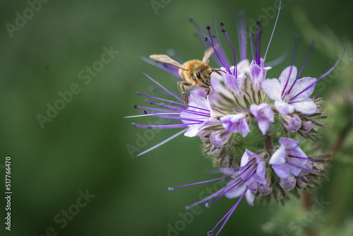 A wild bee collects organic nectar on a wild flower.