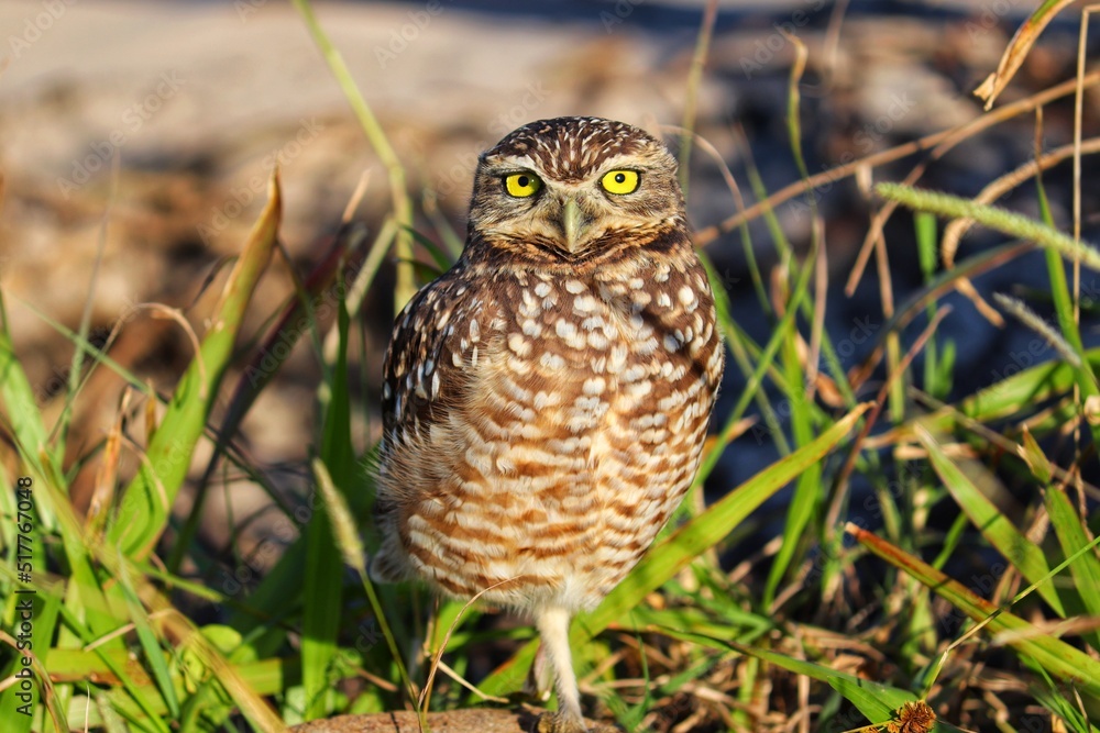 Photograph of a Burrowing owl. The bird was found on the beach of Atlântida, in Rio Grande do Sul, Brazil. Photograph of a Burrowing owl. The bird was found on the beach of Atlântida, in Rio Grande do Sul, Brazil.