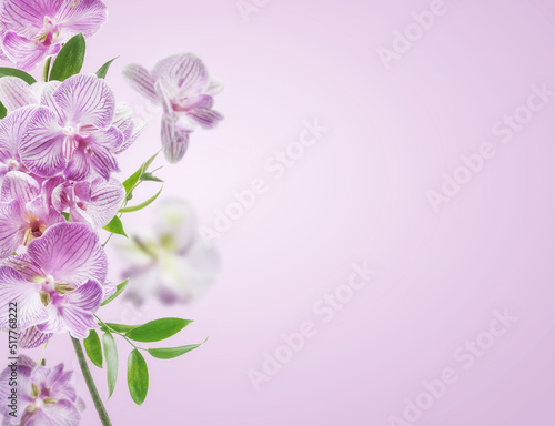 Pink orchids flowers border at pastel colored background.  Front view with copy space.