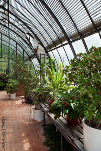 Wallpaper Mural Interior of a vintage greenhouse Torontodigital.ca