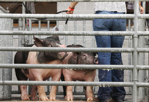 Pigs get washed in preparation for the county fair.