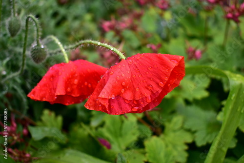 red poppy flowers bowed under the weight of raindrops