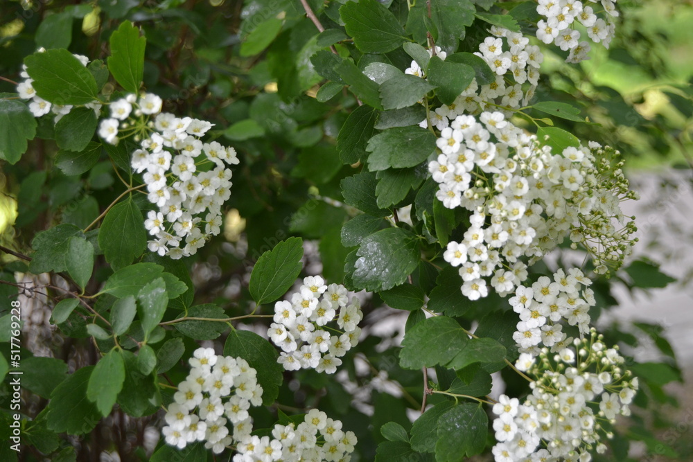 Sweet alyssum white flowers - Latin name - Lobularia maritima (Alyssum maritimum)