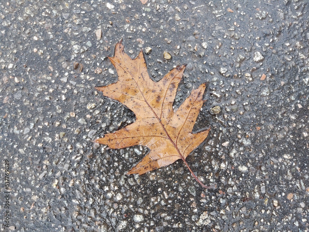 Autumn colorful leaves on the ground and on the trees. Slovakia Autumn colorful leaves on the ground and on the trees. Slovakia