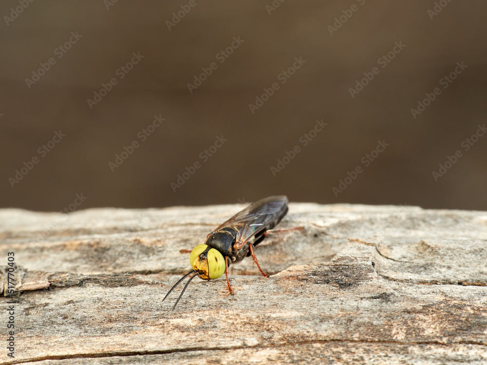 Sand wasp with yellow eyes. Crabronidae family. Genus Tachysphex. Sand wasp with yellow eyes. Crabronidae family. Genus Tachysphex.