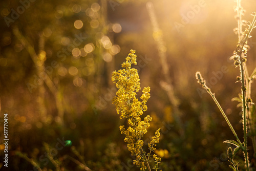 Beautiful flowers in field in evening yellow sunlight in nature.