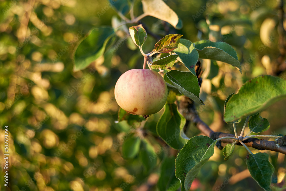 Small apple ripens on the tree