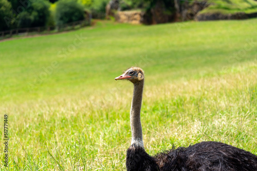 Ostrich in Cabarceno Nature Park, Cantabria, Spain.