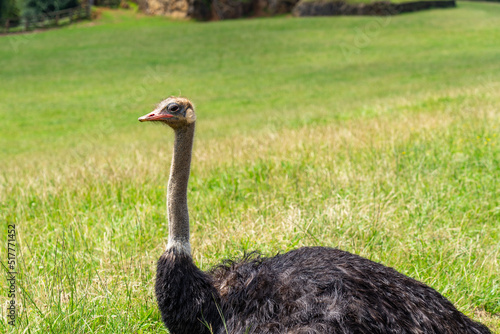 Ostrich in Cabarceno Nature Park, Cantabria, Spain.