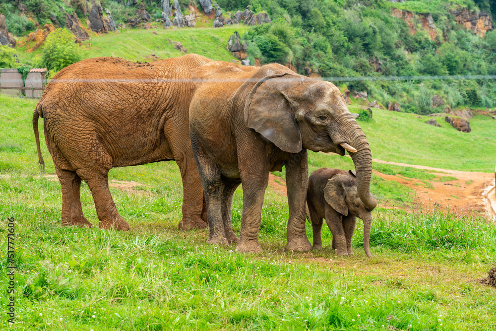 Fototapeta premium Elephant in Cabarceno Nature Park, Cantabria, Spain.