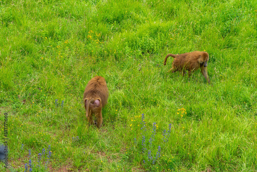 Guinea baboon in Cabarceno Nature Park, Cantabria, Spain. Guinea baboon in Cabarceno Nature Park, Cantabria, Spain.