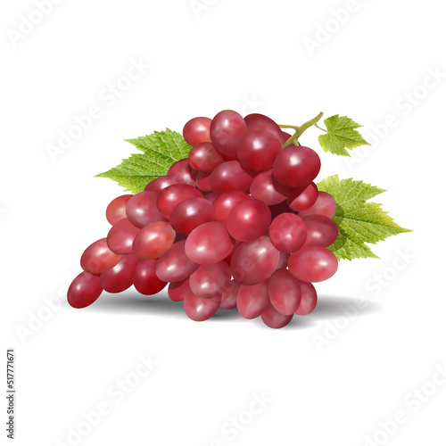 Realistic vector illustration of grape.