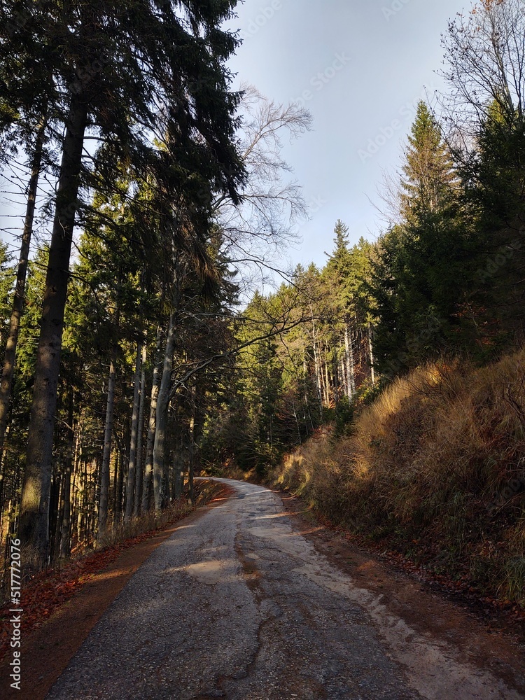 Fototapeta premium Autumn colorful leaves on the ground and on the trees. Slovakia