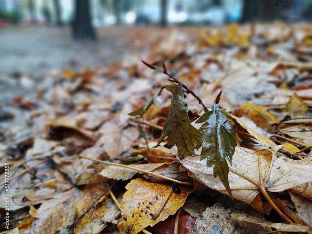 Autumn colorful leaves on the ground and on the trees. Slovakia Autumn colorful leaves on the ground and on the trees. Slovakia