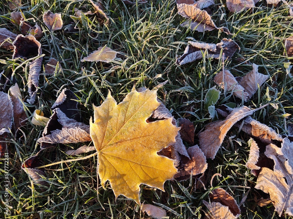 Autumn colorful leaves on the ground and on the trees. Slovakia Autumn colorful leaves on the ground and on the trees. Slovakia