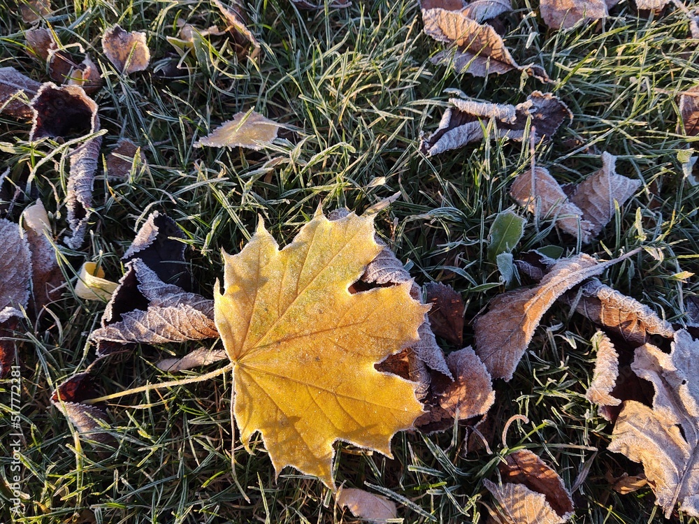 Autumn colorful leaves on the ground and on the trees. Slovakia