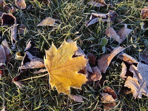 Autumn colorful leaves on the ground and on the trees. Slovakia