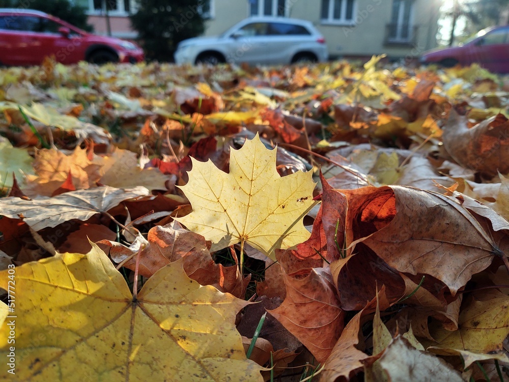 Autumn colorful leaves on the ground and on the trees. Slovakia Autumn colorful leaves on the ground and on the trees. Slovakia