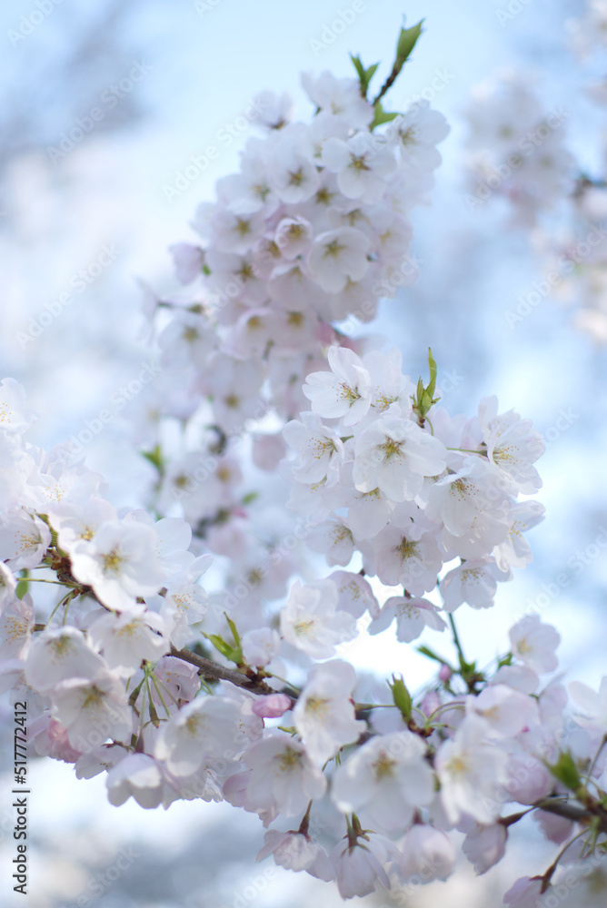 Cherry blossom in spring, High Park, Toronto Cherry blossom in spring, High Park, Toronto
