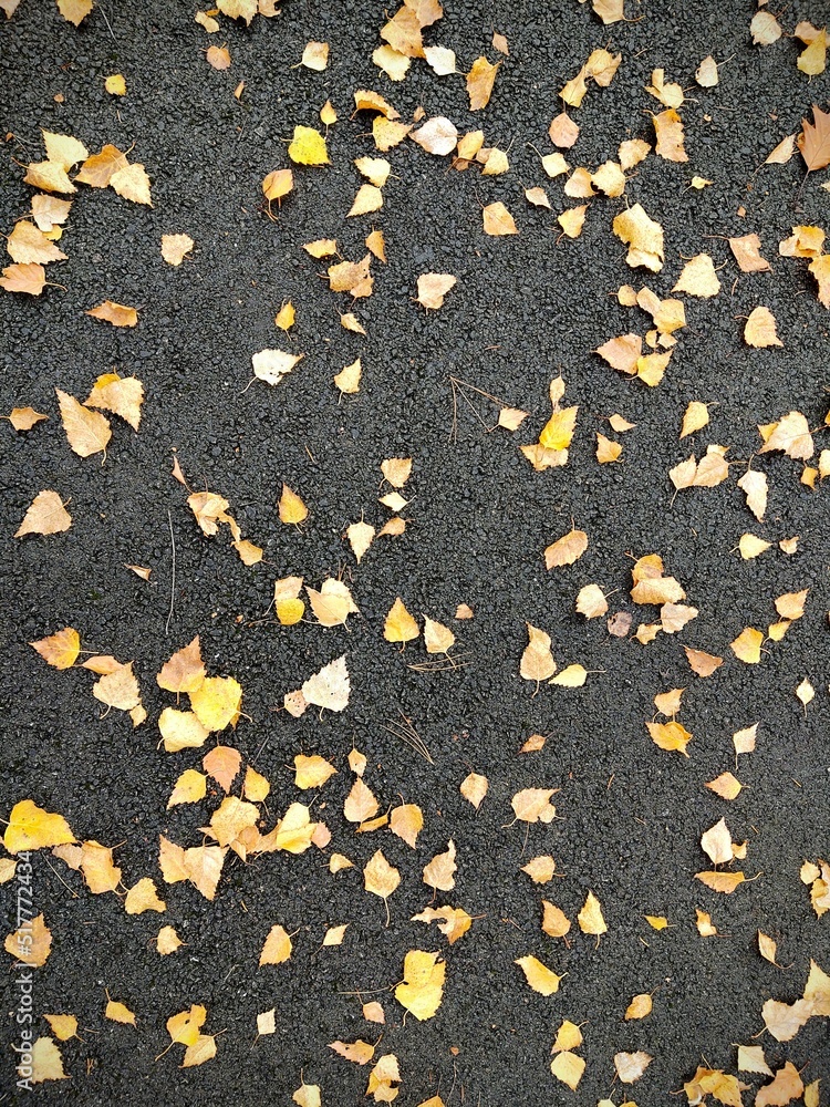 Autumn colorful leaves on the ground and on the trees. Slovakia Autumn colorful leaves on the ground and on the trees. Slovakia