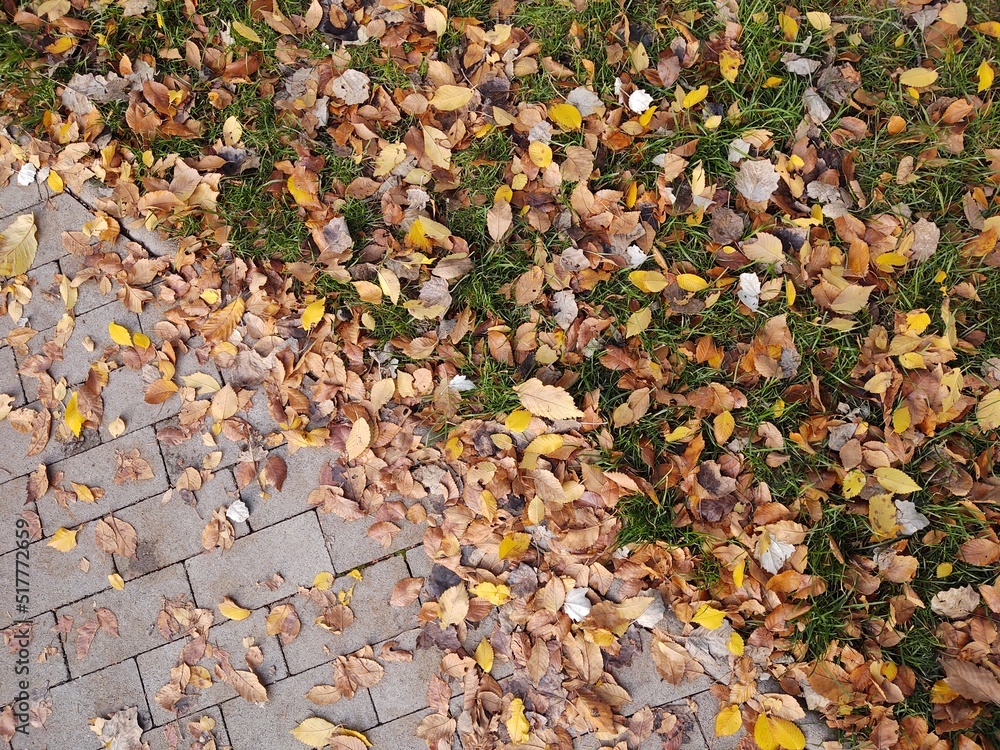Autumn colorful leaves on the ground and on the trees. Slovakia