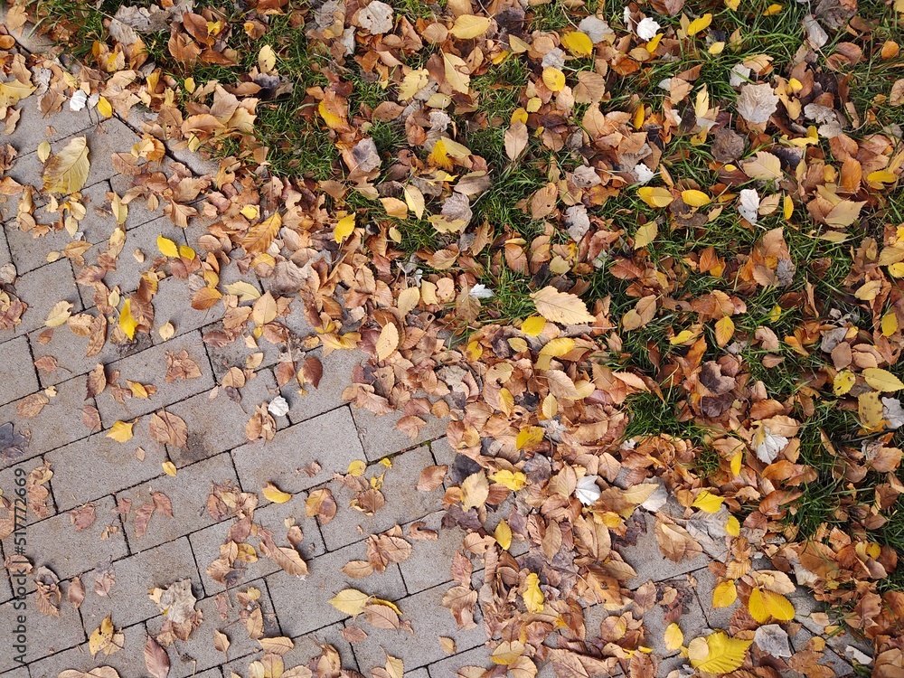 Autumn colorful leaves on the ground and on the trees. Slovakia Autumn colorful leaves on the ground and on the trees. Slovakia