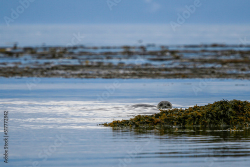 Haror Seal Peering around Kelp