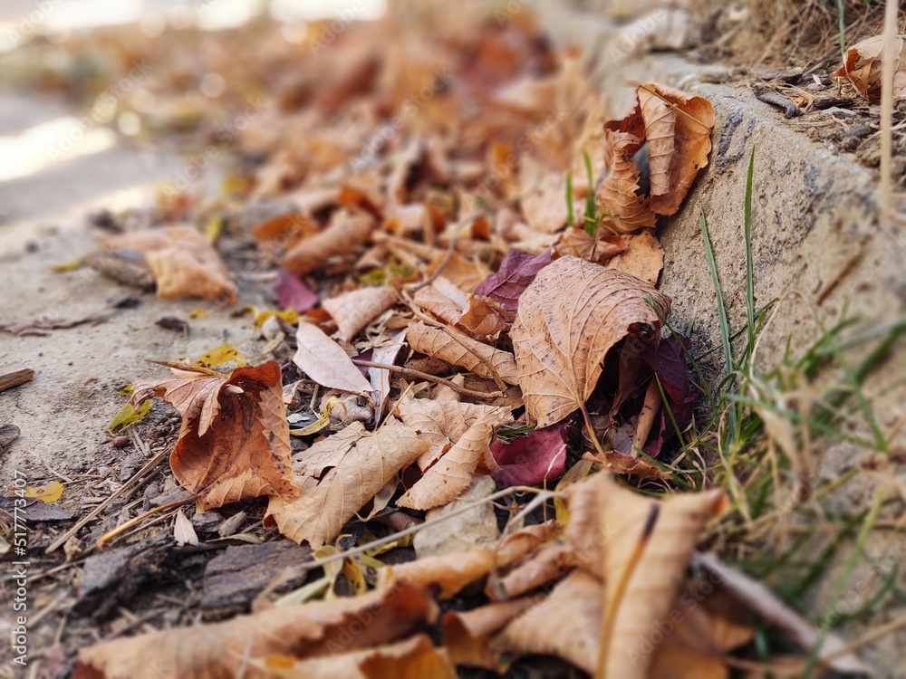 Autumn colorful leaves on the ground and on the trees. Slovakia Autumn colorful leaves on the ground and on the trees. Slovakia