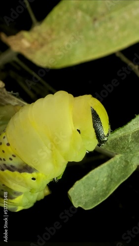 VERTICAL VIDEO: Сlose-up of Larva (caterpillar) of butterfly Death's Head Hawkmot sitting on branch with green leaf. Extreme close up photo