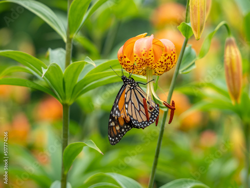 Monarch Butterfly and Lily