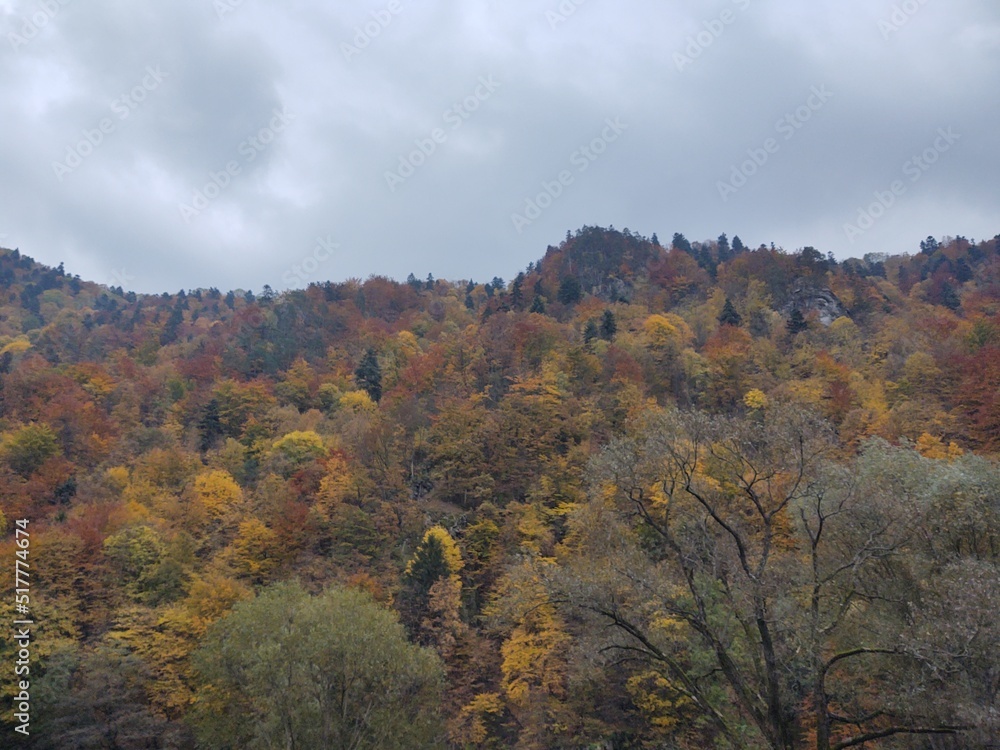 Autumn colorful leaves on the ground and on the trees. Slovakia	