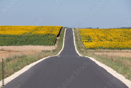 Photography Panoramic photo of sunflower fields in the distance, with road dissecting, near Chenonceaux in the Loire Valley, France