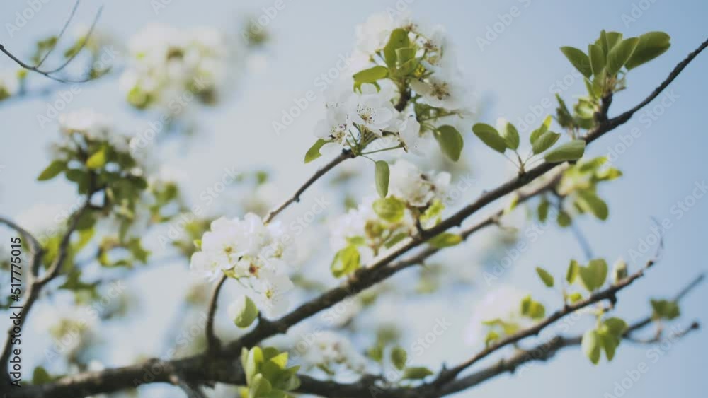 Spring apple flowers on apple branch trees blossom in the garden. Close-up apple blossom flower. Beautiful white flowers. Spring apple flowers on apple branch trees blossom in the garden. Close-up apple blossom flower. Beautiful white flowers.