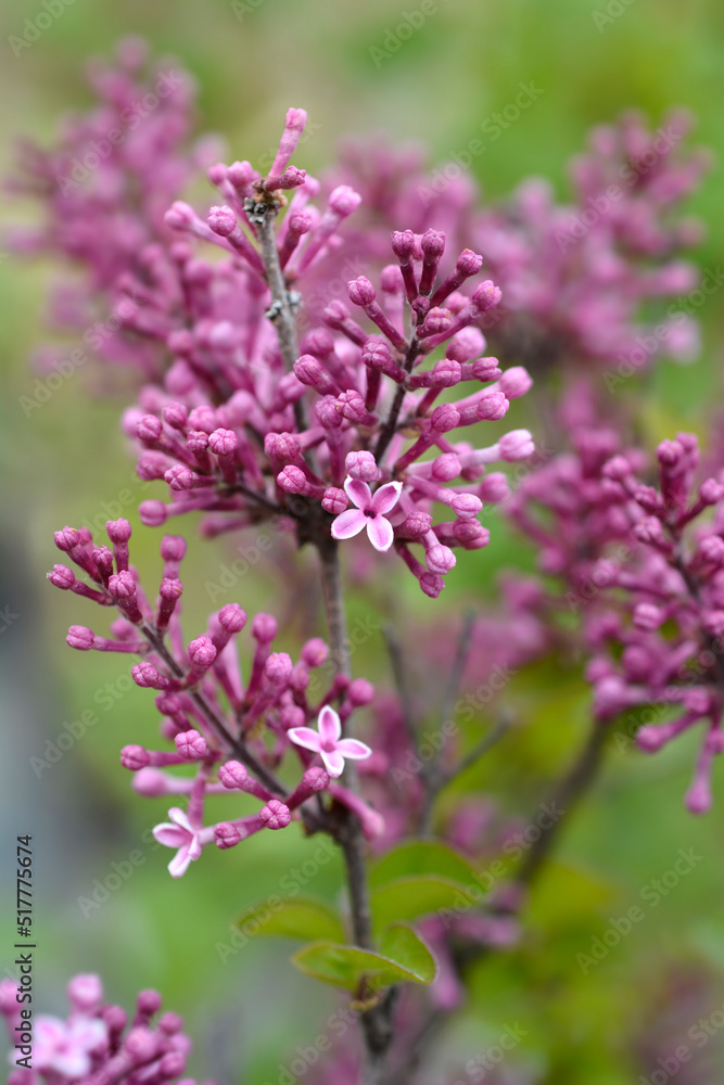 Lilac Parfum de nature