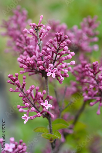 Lilac Parfum de nature