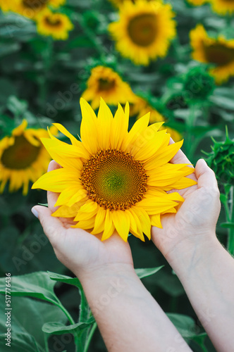 sunflower in hands, wallpaper, pattern , postcard girl holding a yellow sunflower in her hands in a field of sunflowers, agriculture, growing cereals, farming, space for text, summer, harvest, autumn