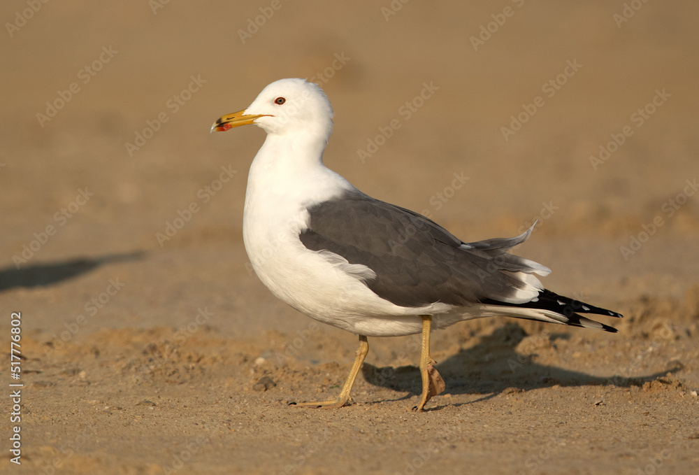 Portrait of a Lesser Black-backed Gull at Busaiteen coast, Bahrain Portrait of a Lesser Black-backed Gull at Busaiteen coast, Bahrain