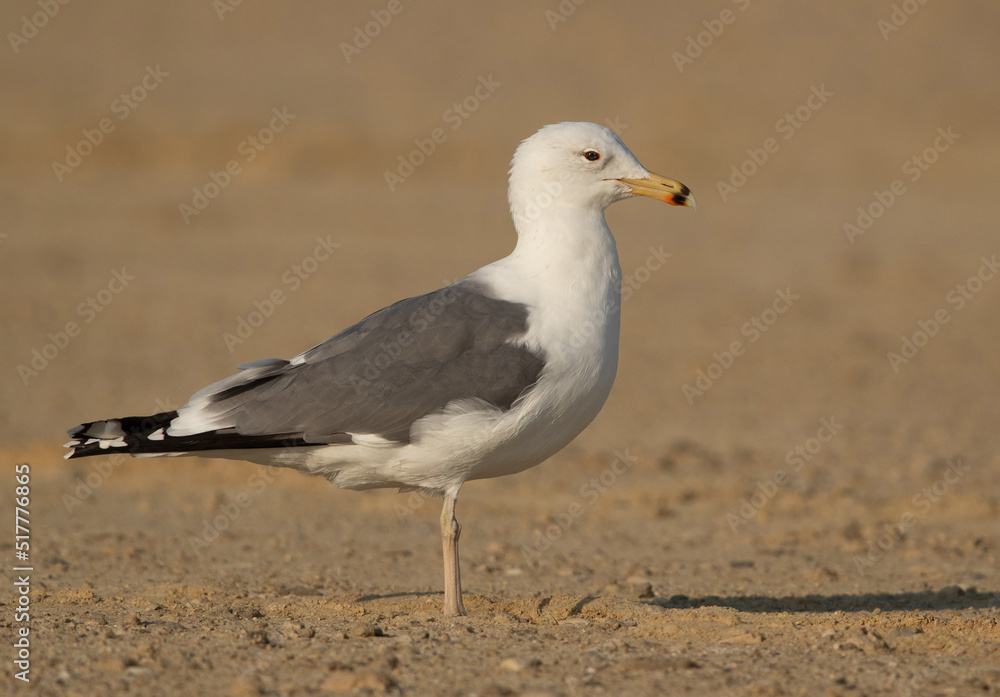 Caspian Gull at Busaiteen coast, Bahrain Caspian Gull at Busaiteen coast, Bahrain