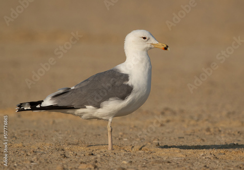 Caspian Gull at Busaiteen coast, Bahrain