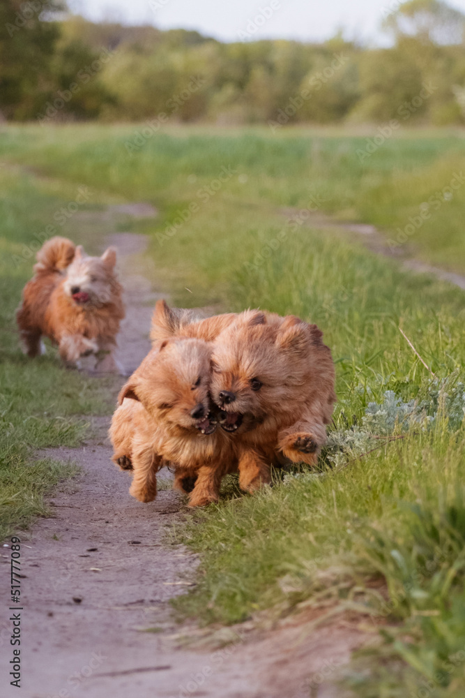 dogs breed norwich terrier on the walk in the field dogs breed norwich terrier on the walk in the field
