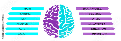 Human brain. The hemispheres of the brain. Functions of the human brain. Infographic about the human brain. Simple composition. Two colors. Banner