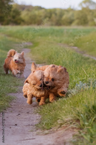 Fototapeta Naklejka Na Ścianę i Meble -  dogs breed norwich terrier on the walk in the field