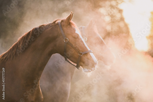 Two Dutch Harness Horses in the golden morning light, mother and daughter photo