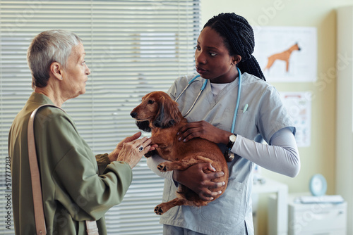 Waist up portrait of female veterinarian holding dog dachshund and speaking to client in vet clinic